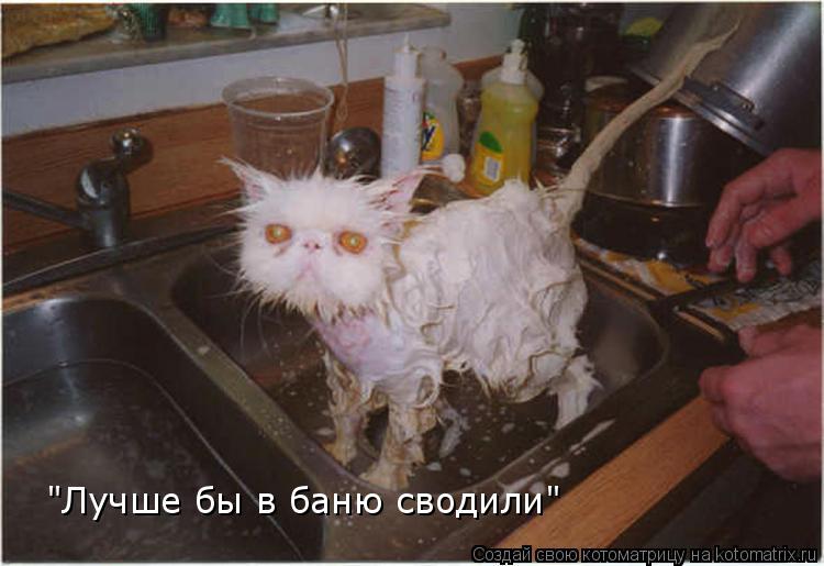 "Лучше бы в баню сводили"... Котоматрица: "Лучше бы в баню сводили"