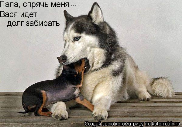 Папа, спрячь меня Вася идет долг забирать ....... Котоматрица: Папа, спрячь меня Вася идет долг забирать ....