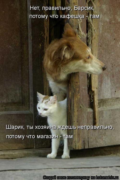 Котоматрица: Шарик, ты хозяина ждешь неправильно, потому что магазин - там Нет, правильно, Барсик,  потому что кафешка - там