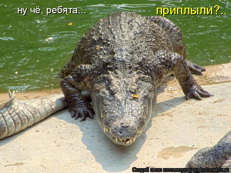 ну чё, ребята... приплыли?..... Котоматрица: ну чё, ребята... приплыли?..