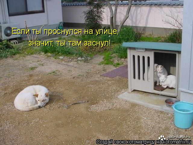 Если ты проснулся на улице, значит, ты там заснул!... Котоматрица: Если ты проснулся на улице, значит, ты там заснул!