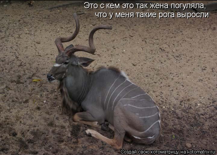 Это с кем это так жена погуляла, что у меня такие рога выросли... Котоматрица: Это с кем это так жена погуляла, что у меня такие рога выросли