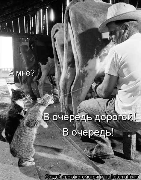 А мне? В очередь дорогой! В очередь!... Котоматрица: А мне? В очередь дорогой! В очередь!