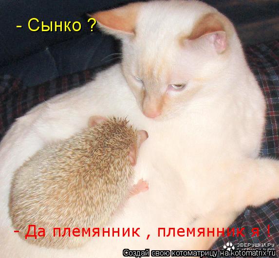 - Сынко ? - Да племянник , племянник я !... Котоматрица: - Сынко ? - Да племянник , племянник я !