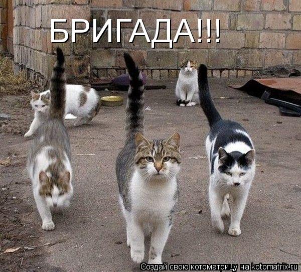 БРИГАДА!!!... Котоматрица: БРИГАДА!!!