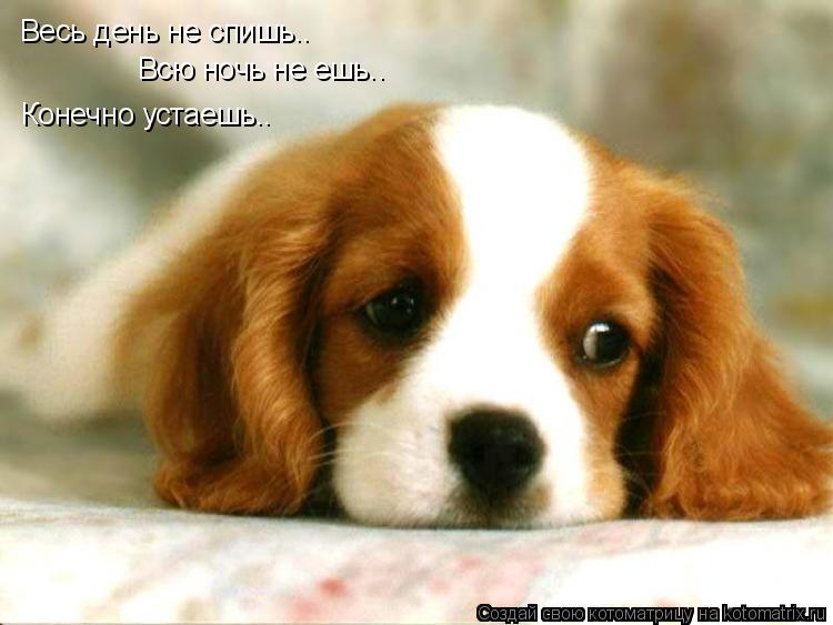 Весь день не спишь.. Всю ночь не ешь.. Конечно устаешь..... Котоматрица: Весь день не спишь.. Всю ночь не ешь.. Конечно устаешь..