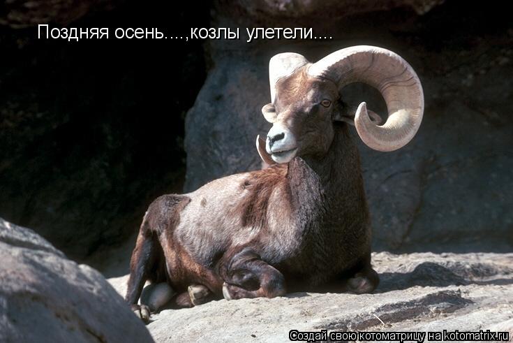 Поздняя осень....,козлы улетели....... Котоматрица: Поздняя осень....,козлы улетели....