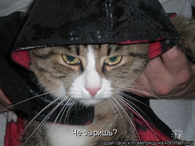 Чё зыришь?... Котоматрица: Чё зыришь?