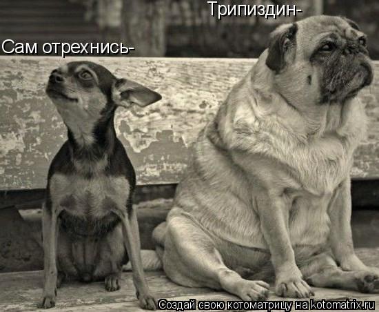 Трипиздин- Сам отрехнись-... Котоматрица: Трипиздин- Сам отрехнись-