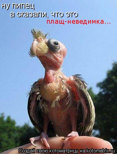 ну пипец а сказали, что это плащ-неведимка...... Котоматрица: ну пипец а сказали, что это плащ-неведимка...
