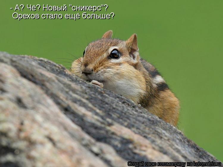- А? Чё? Новый "сникерс"? Орехов стало ещё больше?... Котоматрица: - А? Чё? Новый "сникерс"? Орехов стало ещё больше?