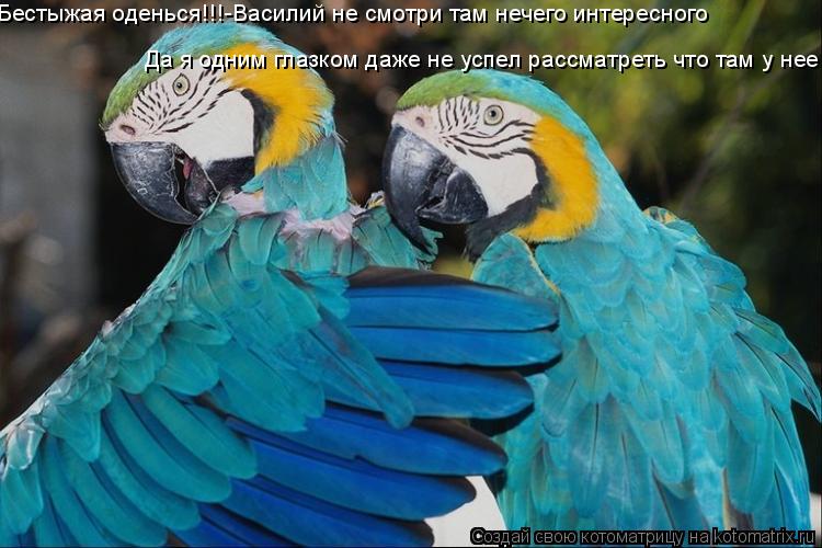 Бестыжая оденься!!!-Василий не смотри там нечего интересного Да я одним глазком даже не успел рассмат... Котоматрица: Бестыжая оденься!!!-Василий не смотри там нечего интересного Да я одним глазком даже не успел рассматреть что там у нее
