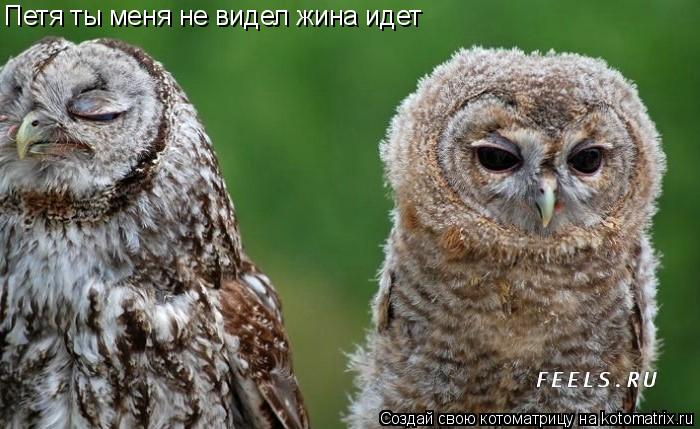 Петя ты меня не видел жина идет... Котоматрица: Петя ты меня не видел жина идет