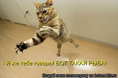 - Я же тебе говорю! ВОТ ТАКАЯ РЫБА!... Котоматрица: - Я же тебе говорю! ВОТ ТАКАЯ РЫБА!