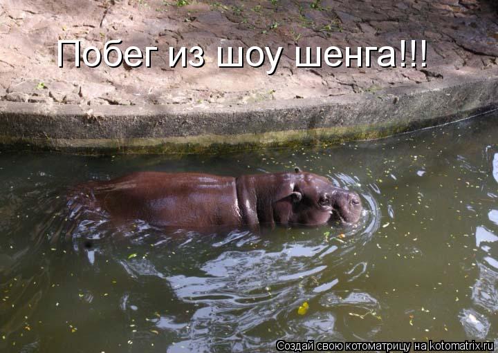 Котоматрица: Побег из шоу шенга!!!