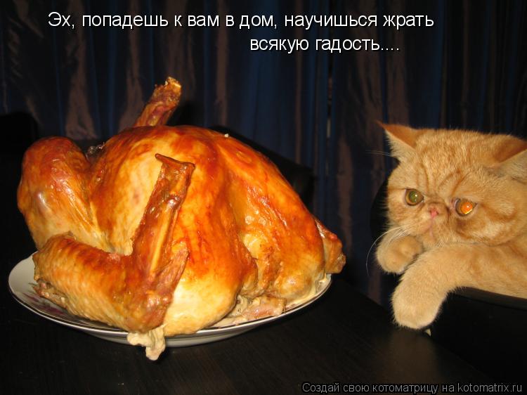 Эх, попадешь к вам в дом, научишься жрать всякую гадость....... Котоматрица: Эх, попадешь к вам в дом, научишься жрать всякую гадость....