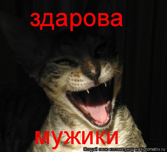 здарова мужики... Котоматрица: здарова мужики