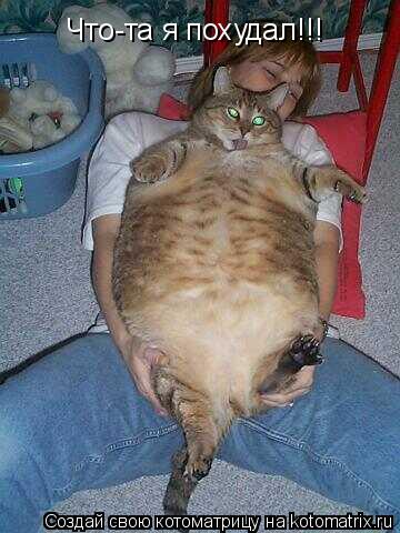 Котоматрица: Что-та я похудал!!!