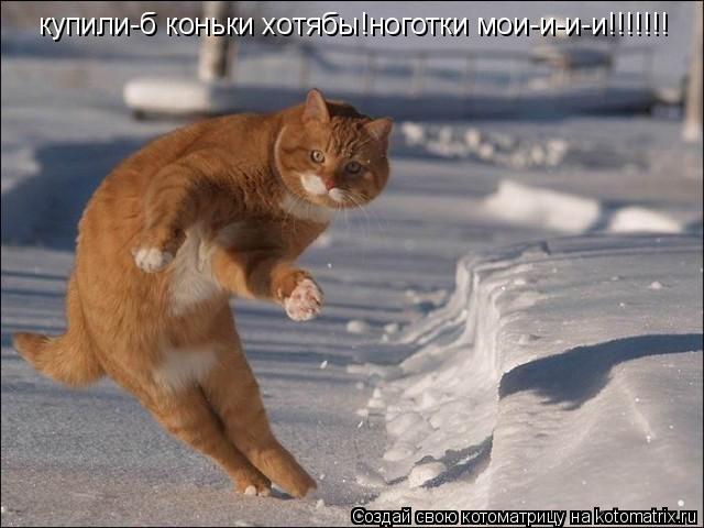 купили-б коньки хотябы!ноготки мои-и-и-и!!!!!!!... Котоматрица: купили-б коньки хотябы!ноготки мои-и-и-и!!!!!!!