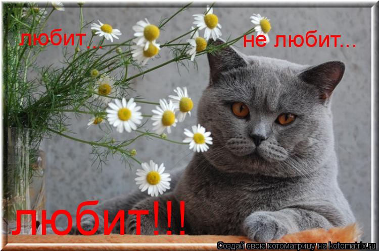 любит не любит... ... любит!!!... Котоматрица: любит не любит... ... любит!!!