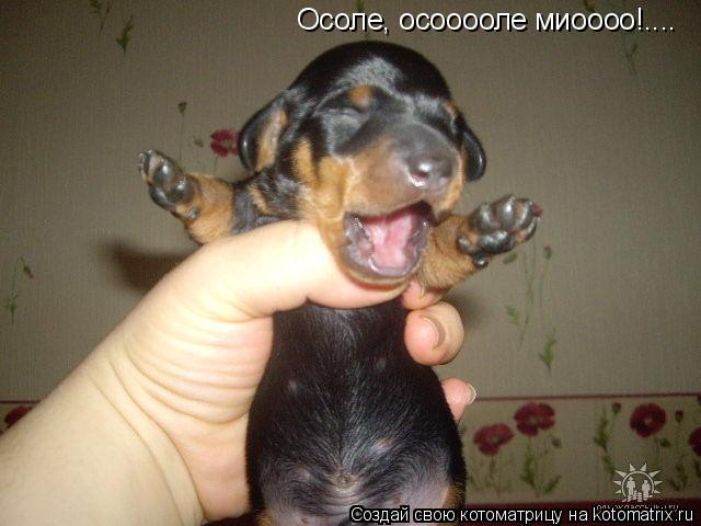 Осоле, осооооле миоооо!....... Котоматрица: Осоле, осооооле миоооо!....