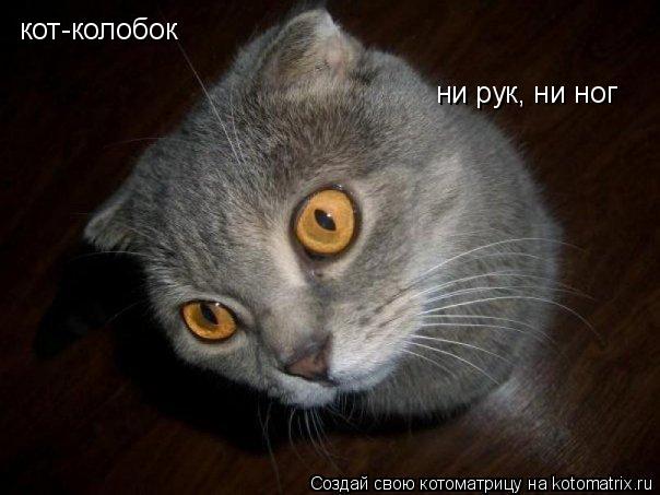 кот-колобок ни рук, ни ног... Котоматрица: кот-колобок ни рук, ни ног