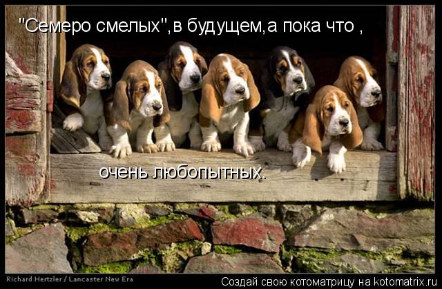 "Семеро смелых",в будущем,а пока что , очень любопытных.... Котоматрица: "Семеро смелых",в будущем,а пока что , очень любопытных.