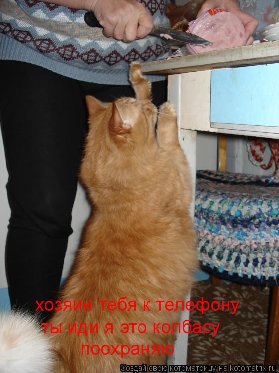 хозяин тебя к телефону ты иди я это колбасу поохраняю... Котоматрица: хозяин тебя к телефону ты иди я это колбасу поохраняю