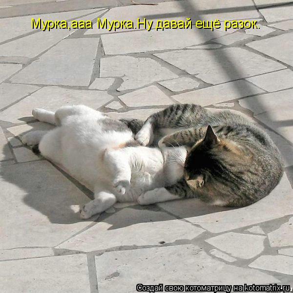 Мурка,ааа Мурка.Ну давай ещё разок.... Котоматрица: Мурка,ааа Мурка.Ну давай ещё разок.