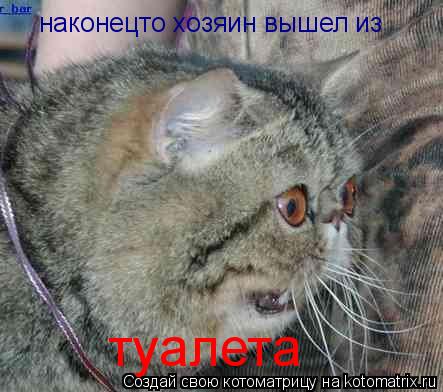 наконецто хозяин вышел из туалета... Котоматрица: наконецто хозяин вышел из туалета