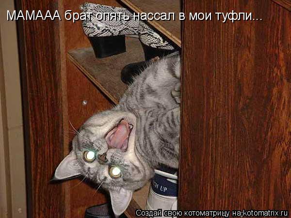 МАМААА брат опять нассал в мои туфли...... Котоматрица: МАМААА брат опять нассал в мои туфли...