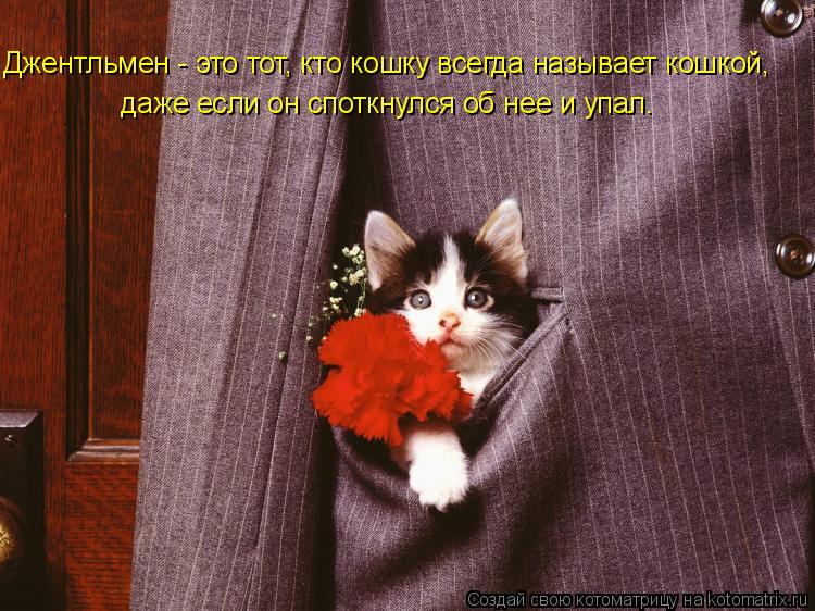 Джентльмен - это тот, кто кошку всегда называет кошкой, даже если он споткнулся об нее и упал.... Котоматрица: Джентльмен - это тот, кто кошку всегда называет кошкой, даже если он споткнулся об нее и упал.