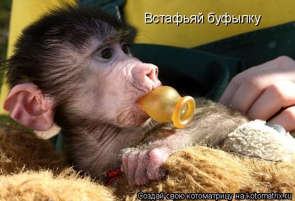 Встафьяй буфылку... Котоматрица: Встафьяй буфылку