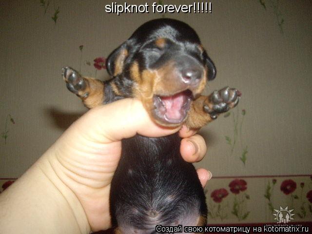 slipknot forever!!!!!... Котоматрица: slipknot forever!!!!!