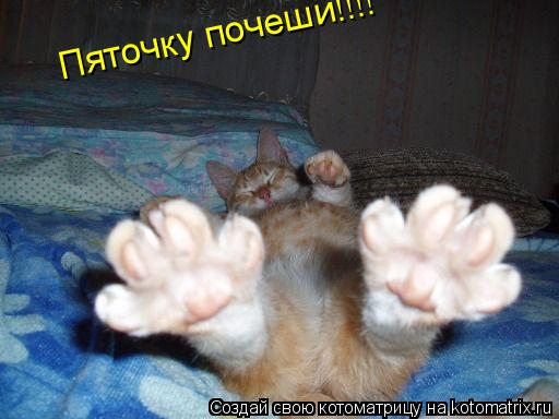 Пяточку почеши!!!!... Котоматрица: Пяточку почеши!!!!
