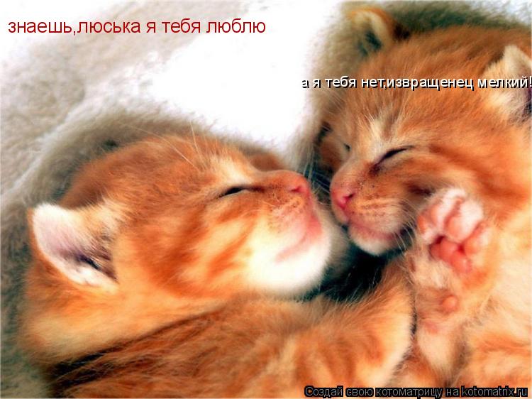 знаешь,люська я тебя люблю а я тебя нет,извращенец мелкий!... Котоматрица: знаешь,люська я тебя люблю а я тебя нет,извращенец мелкий!