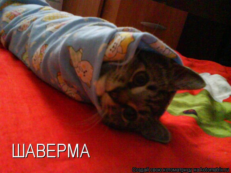 ШАВЕРМА... Котоматрица: ШАВЕРМА