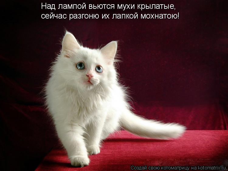 Над лампой вьются мухи крылатые, сейчас разгоню их лапкой мохнатою!... Котоматрица: Над лампой вьются мухи крылатые, сейчас разгоню их лапкой мохнатою!