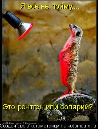 Я все не пойму.... Это рентген или солярий?... Котоматрица: Я все не пойму.... Это рентген или солярий?