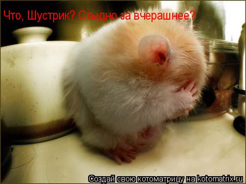 Что, Шустрик? Стыдно за вчерашнее?... Котоматрица: Что, Шустрик? Стыдно за вчерашнее?