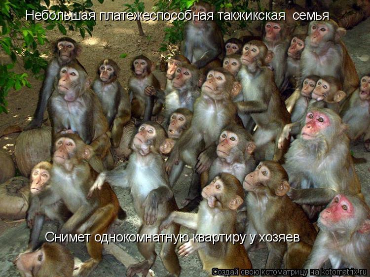Небольшая платежеспособная такжикская семья Снимет однокомнатную квартиру у хозяев... Котоматрица: Небольшая платежеспособная такжикская семья Снимет однокомнатную квартиру у хозяев