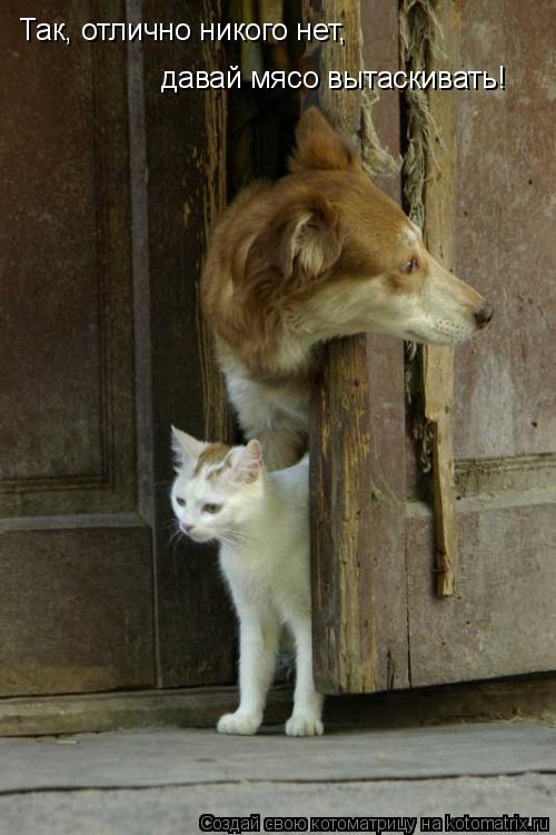 Так, отлично никого нет, давай мясо вытаскивать!... Котоматрица: Так, отлично никого нет, давай мясо вытаскивать!