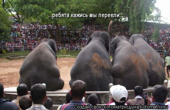 ...ребята кажись мы переели....... Котоматрица: ...ребята кажись мы переели....