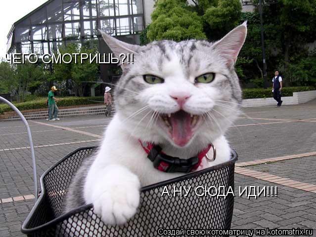 ЧЕГО СМОТРИШЬ?!! А НУ СЮДА ИДИ!!!... Котоматрица: ЧЕГО СМОТРИШЬ?!! А НУ СЮДА ИДИ!!!