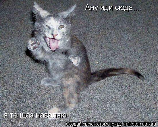 Котоматрица: Ану иди сюда.... я те щаз наваляю