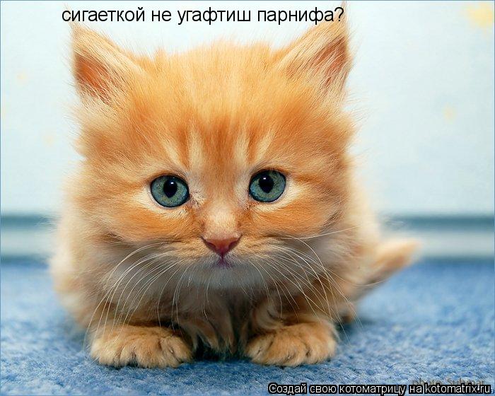 сигаеткой не угафтиш парнифа?... Котоматрица: сигаеткой не угафтиш парнифа?