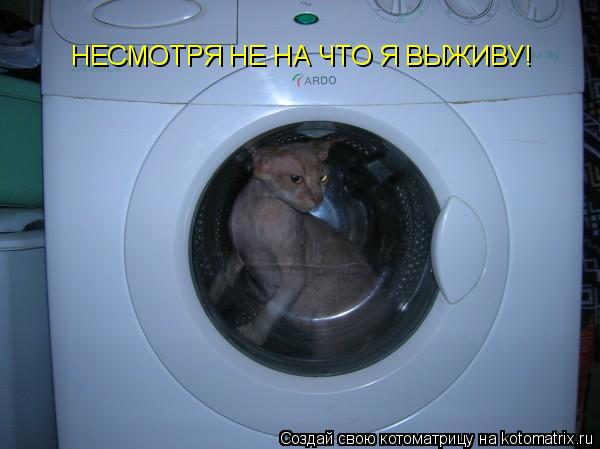 НЕСМОТРЯ НЕ НА ЧТО Я ВЫЖИВУ!... Котоматрица: НЕСМОТРЯ НЕ НА ЧТО Я ВЫЖИВУ!