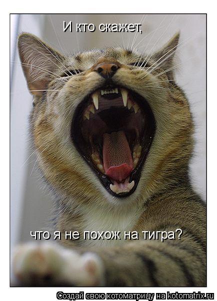 И кто скажет, что я не похож на тигра?... Котоматрица: И кто скажет, что я не похож на тигра?