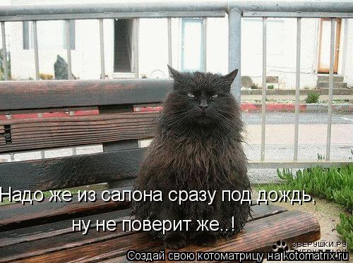 Котоматрица: Надо же из салона сразу под дождь, ну не поверит же..!