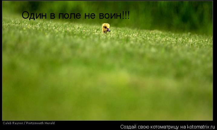 Один в поле не воин!!!... Котоматрица: Один в поле не воин!!!